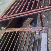 A Biawak in a drain in Malaysia