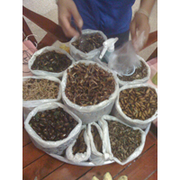 assortment of insects to eat in Thailand' 