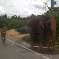 Elephant getting a wash down