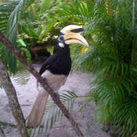 Horn Bill on Pangkor Island